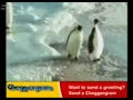 pinguino culero