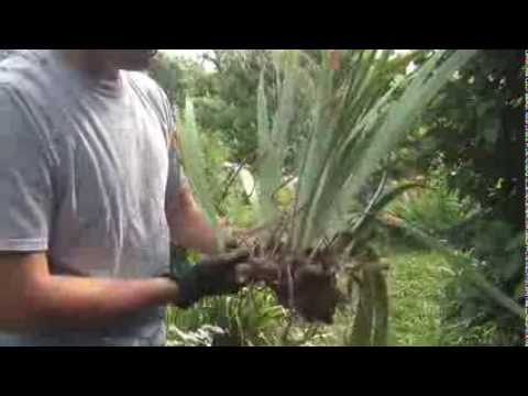 how to split and replant irises