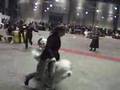 Antiguo Perro Pastor Inglés video
