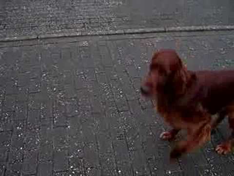 Irish Setter Ludwig