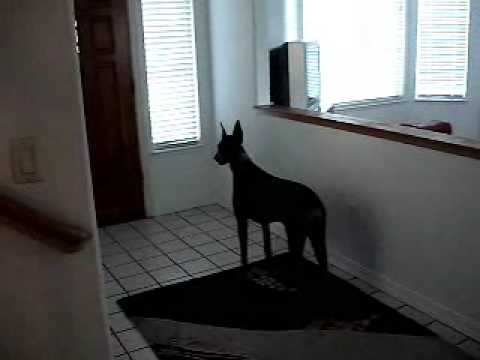 doberman
