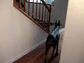 Doberman Separation Anxiety