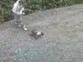 hpisavage
