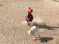Gara Team Penning all\ Gara Team Penning all\