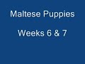 cute puppies  week 6   7  nursing from their uncle!!