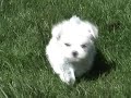 cute puppies  week 6   7  nursing from their uncle!!
