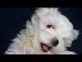 Cute Puppies- Week 6 & 7- Nursing from their Uncle!!