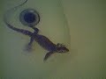My Nile Monitor swimming My Nile Monitor swimming