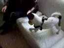 �ukulat-jack russell  terrier playing  with  ball