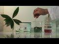 LIPIN Green&Nature PH Balance Test
