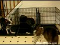 Cão Inteligente Cão Inteligente