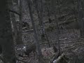 deer hunting with a crossbow