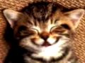 Kucing lucu