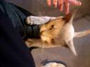 Burmese cats like to climb Burmese cats like to climb