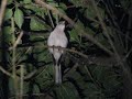 Mocking Bird in Ash Tree