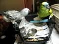 videos de Largo the blue front amazon --makes a pal with jordan the grey (nov 29 08)