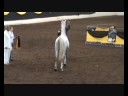 2008 WA Arab States Purebred Mare 2008 WA Arab States Purebred Mare