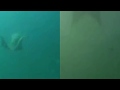sirenas explicadas