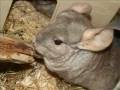 videos de Contactadvertenties konijnen chinchillas contactadvertentie
