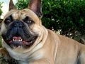 Sweety Frenchies Of Mine II