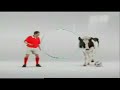 Funny Cow
