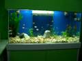 Esse é meu aquario de agua doce de 600(seissentos)litros. 