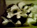 pawiki-2