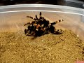Time Lapse video of a Brachypelma Smithi Molt. Time Lapse video of a Brachypelma Smithi Molt.