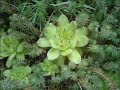 BLUMEN