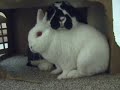 Rabbit Roof (A Very Bunny Sequel)