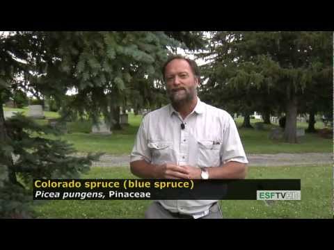 how to fertilize blue spruce