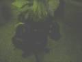 videos de Roundy