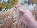 Nancy Today: Mop grass