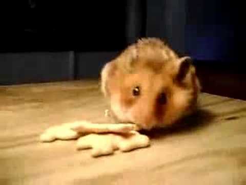 Видео 'Хозяйственный хомяк'