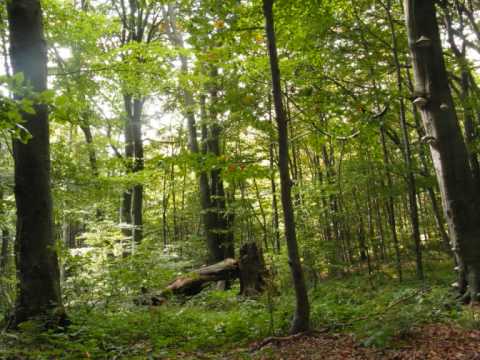 Pieśń o Nimrodel - GreenWood