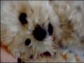 videos de Demi and Ashley interview with the sneezing dog