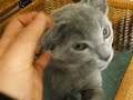 My cat Yoda or Yoddy
