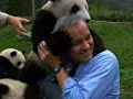 Pandas attack news reporter