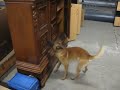 ASG K-9 Unit Kyano 1.AVI