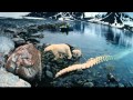 'To The Arctic' Trailer