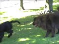 Harry the Labradoodle with Coco