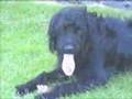 Harry-the-Labradoodl