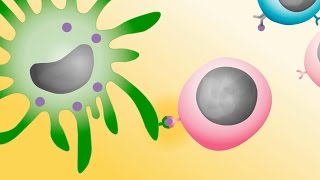 ¿Como funciona el sistema inmune?
