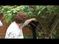 Red Ruffed Lemur