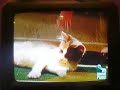 puppy-bowl-iii-kitty-halftime-show.html