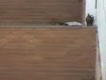 soc�o no felipe (lipepunk)