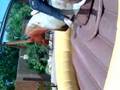Assyrian Christina und Kitto beim Bullenreiten
