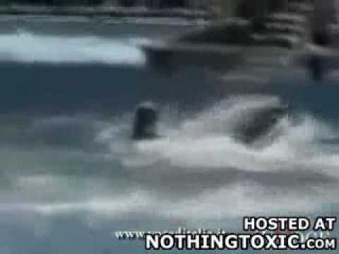 kiler whale