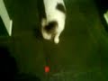 Gato-cachorro