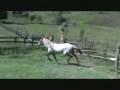 videos de almirante JF   Eder